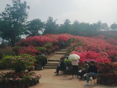-木兰云雾山