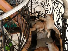 -喜柴咖啡·柴犬狗咖