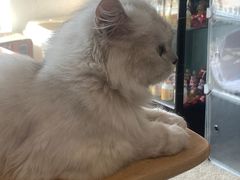 -泰国佛·塔罗·泰牌狐仙古曼