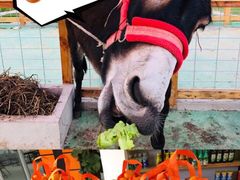 -前小桔亲子创意农场·草莓采摘·露营烧烤