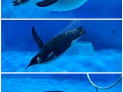 -海合安成都极地海洋公园
