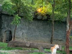 -清迈夜间动物园