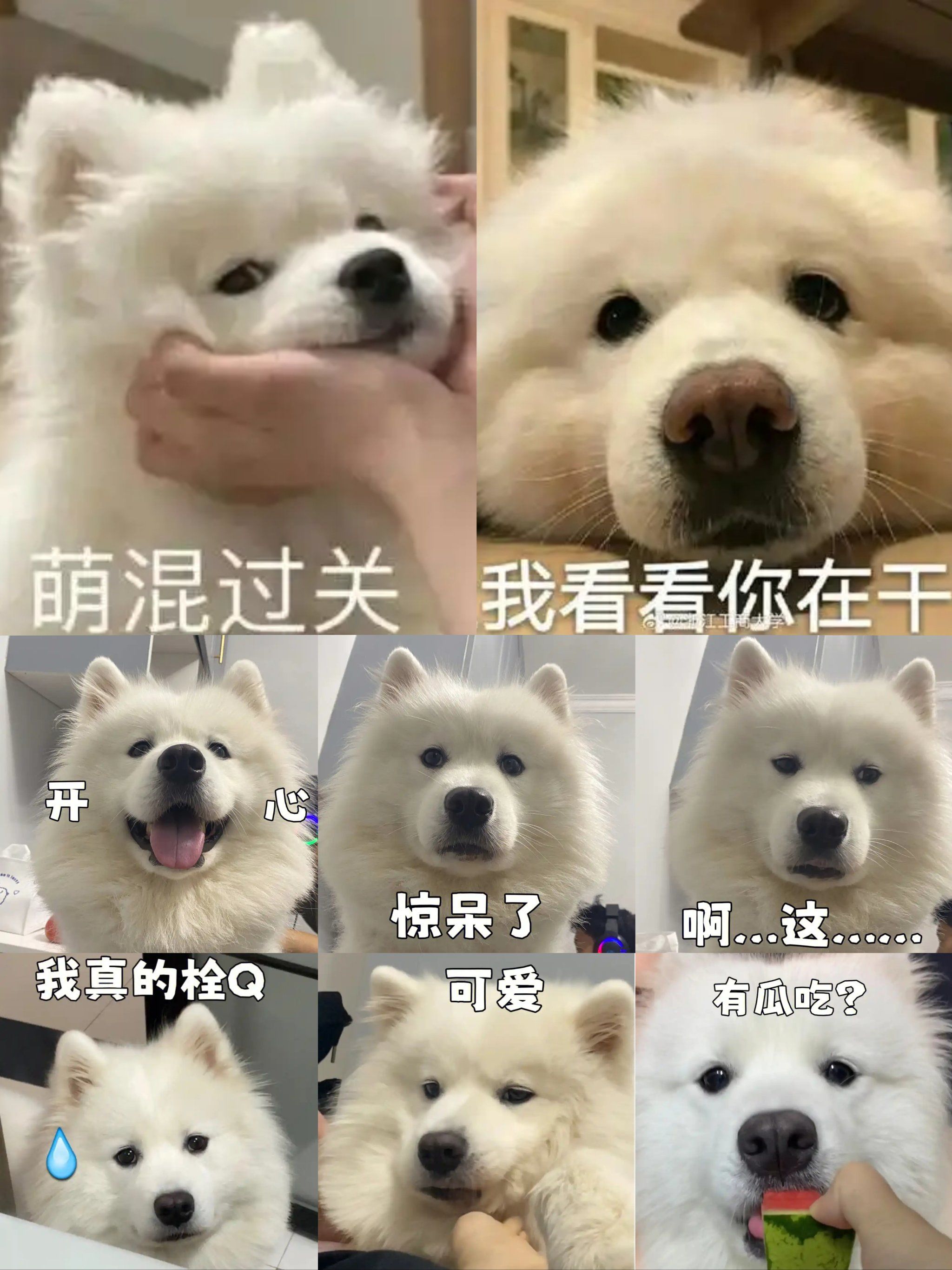 宠物狗日常萌,萨摩耶这表情包太可爱啦❗️