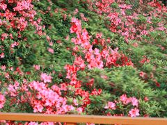 -东湖磨山景区