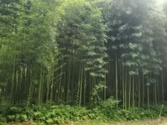 -黄海国家森林公园