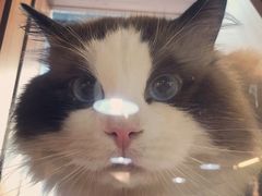 -猫十亿·布偶金渐层·曼基康矮脚猫舍(青年路店)