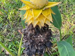 -瑞丽独树成林风景区