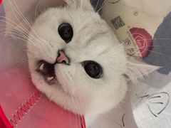 -美联众合动物医院·24h转诊中心