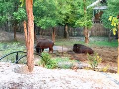 -清迈夜间动物园