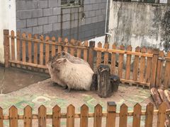 -合肥野生动物园