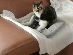 -御宝贝·A梦猫科宠物医院(国际猫友好医院)