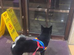 -宠爱国际动物医院·消化内科·心肾内科·ISFM猫友好(望京店)