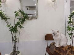 -共舞时光猫咖·狗咖(新街口店)