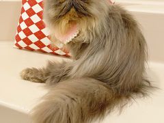 -More Fun猫咖 二十只万元加菲主题