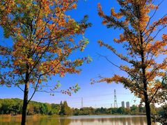 -昆山城市生态森林公园