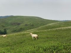 -恋山坝上草原