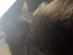 -瑞派康怡24h宠物医院·犬猫医疗中心·微创绝育(瑞景分院)