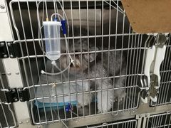 -艾贝尔宠物医院·24H转诊中心·肿瘤猫专科(江宁双龙店)