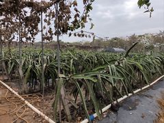 -尚果生态采摘园