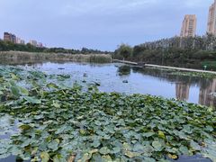 -前关湿地公园