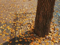 -重庆市江北嘴中央商务区中央公园