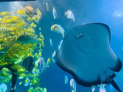 -太平洋海底世界