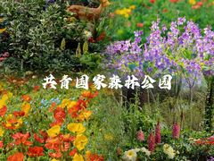 -上海共青森林公园