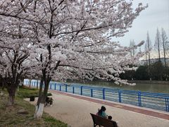 -高东镇樱花园