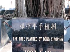 -深圳仙湖植物园-停车场