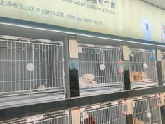 -翊宠yipet猫狗购宠庄园犬舍•猫舍