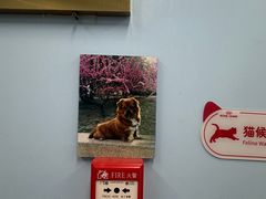 -瑞派·关忠动物医院·异宠专科·犬猫肿瘤·皮肤专科(望京店)