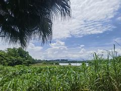 -华侨城湿地公园
