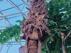 -国家植物园