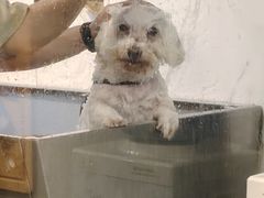 -PETKIT 小佩宠物·低压洗护·美容·寄养(安远店)