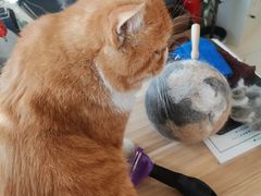 -平行世界·猫咖(首经贸店)