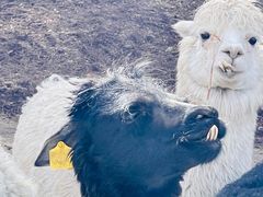 -沈阳森林动物园