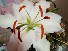 -爱月宝月嫂·育儿嫂(哈尔滨总店)