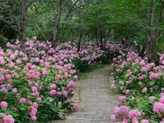 -上海滨江森林公园