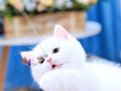 -70cat德文卷毛猫·缅因猫纯种猫舍