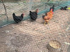 -马陆小张葡萄园农家乐