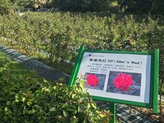 -亚龙湾国际玫瑰谷