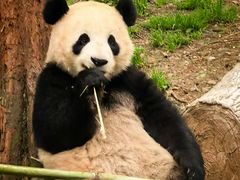 -都江堰中华大熊猫苑