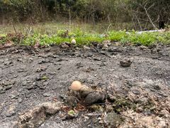 -武陵山森林公园