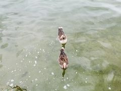 -柯尼希湖