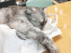 -猫色咖啡·猫咖
