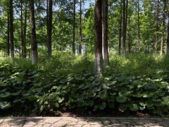 -绍兴镜湖国家城市湿地公园