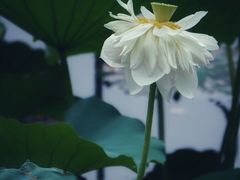 -荷塘月色湿地公园·向阳花洲