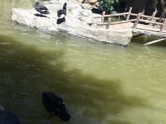 -燕塞湖鸟语林景区