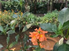 -中国科学院西双版纳热带植物园