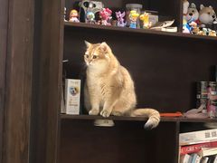 -逗柴咖啡屋·狗咖猫咖宠物桌游